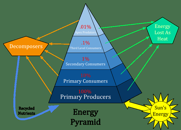 Diferencia entre la pirámide de biomasa y la pirámide de energía