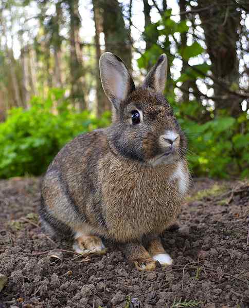 Diferencia entre conejo y liebre