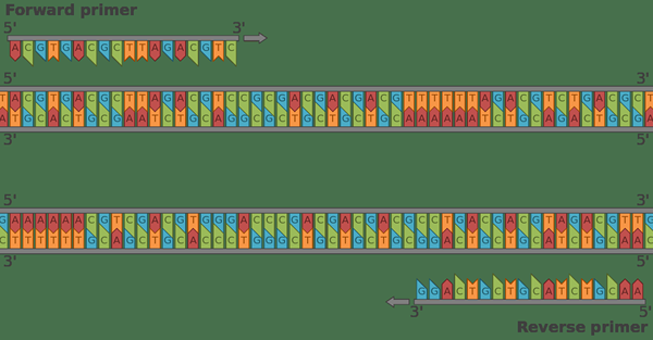 Unterschied zwischen zufälligen Primern und Oligo DT