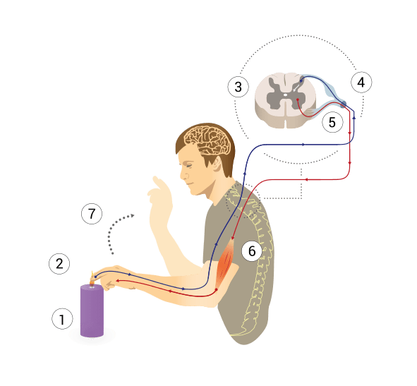 Perbezaan antara reseptor dan effector