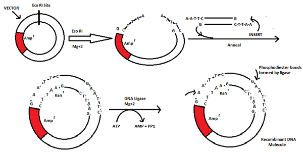 Perbezaan antara DNA rekombinan dan protein rekombinan