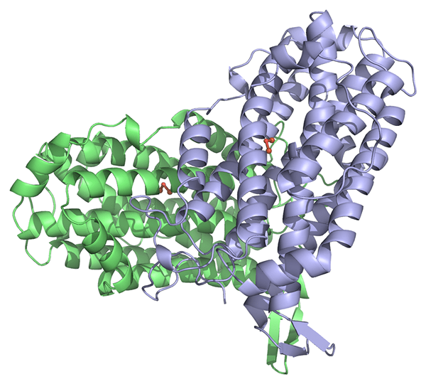 Différence entre la réductase et l'oxydoréductase