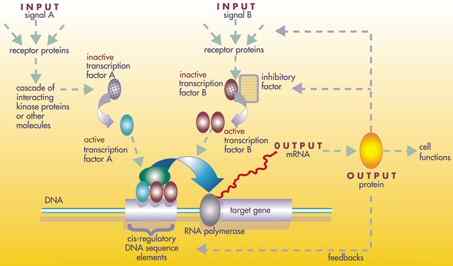 Unterschied zwischen regulatorischem und Repressorprotein