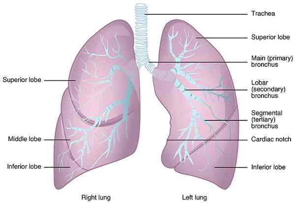 Différence entre le poumon droit et gauche