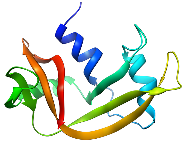 Perbezaan antara RNase A dan RNase H