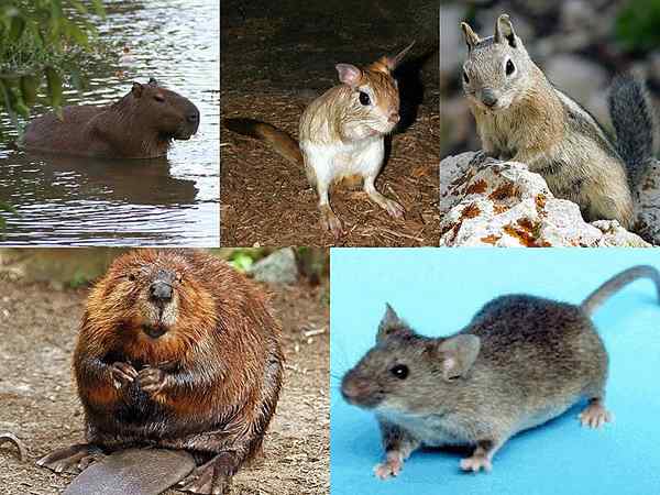 Perbezaan antara tikus dan lagomorphs