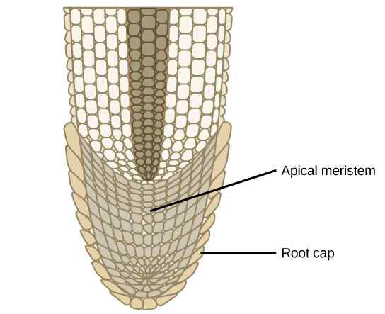 Diferencia entre el meristemo apical de raíz y brote