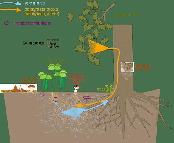 Perbezaan antara nodul akar dan mycorrhizae