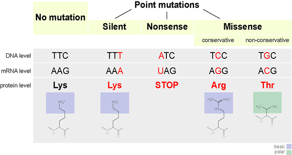 Unterschied zwischen stiller und neutraler Mutation