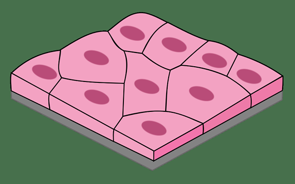 Perbezaan antara cuboidal squamous dan sederhana