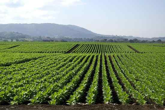 Différence entre le double et le triple superphosphate