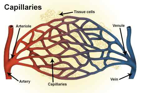Perbezaan antara sinusoid dan kapilari