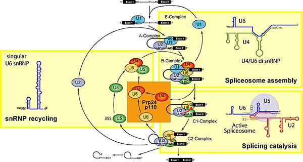 Perbezaan antara snRNA dan snRNP