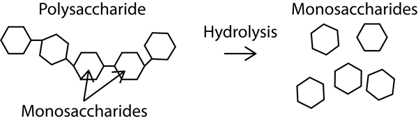 Perbezaan antara solvolisis dan aminolisis