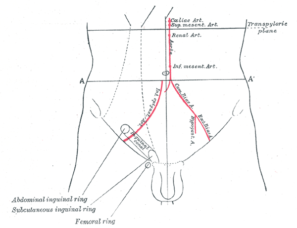 Différence entre le cordon spermatique et le canal inguinal