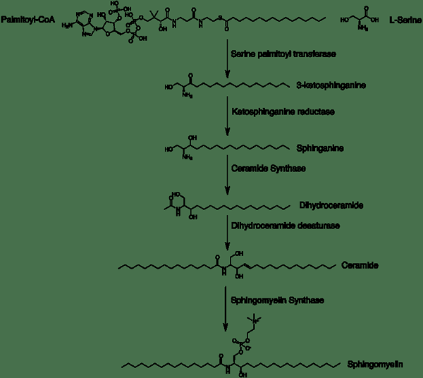 Unterschied zwischen Sphingomyelin und Phosphatidylcholin