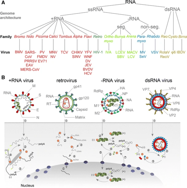 Unterschied zwischen ssRNA und dsRNA