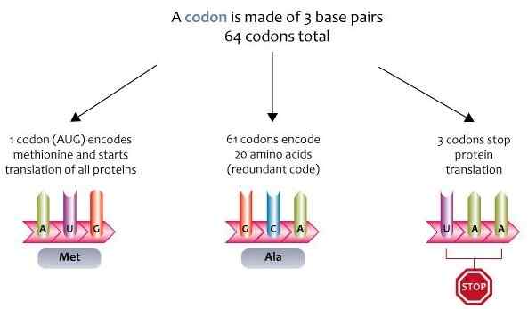 Perbezaan antara codon mula dan berhenti kodon