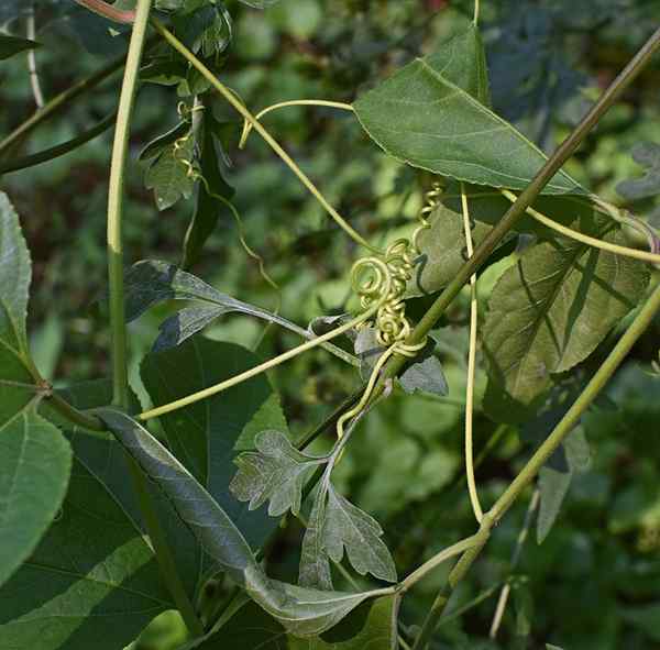 Perbezaan antara tendril batang dan tendril daun