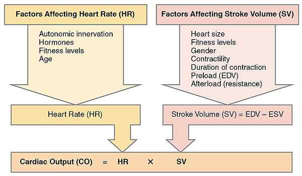 Diferencia entre el volumen de accidente cerebrovascular y el gasto cardíaco