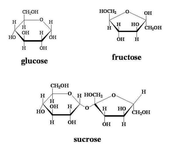 Diferencia entre sacarosa y glucosa