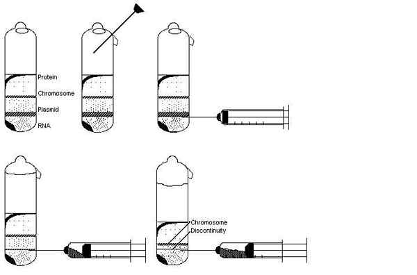 Différence entre le gradient de saccharose et l'ultracentrifugation du coussin de saccharose