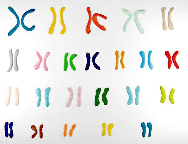 Différence entre le caryotype symétrique et asymétrique