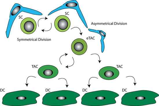 Différence entre la division des cellules souches symétriques et asymétriques