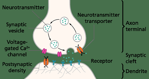 Unterschied zwischen Synapse und neuromuskulärem Übergang