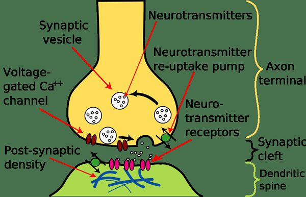 Unterschied zwischen Synapse und Synapse