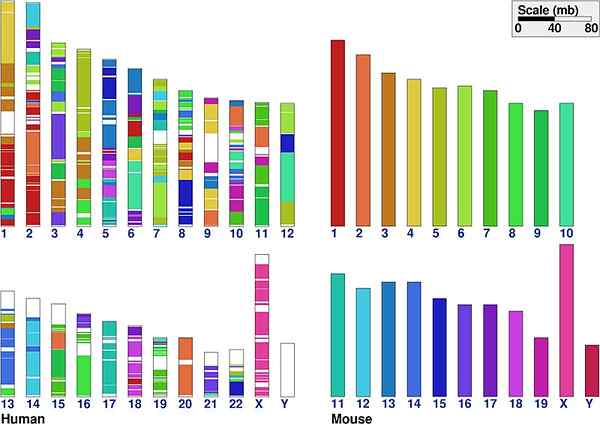 Diferencia entre Synteny y Collineality