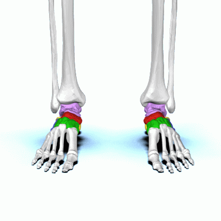 Unterschied zwischen Tarsal- und Karpalknochen