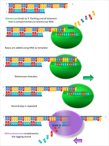 Perbedaan antara telomer dan telomerase