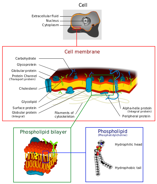 Différence entre tonoplaste et membrane plasmique