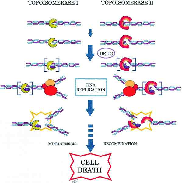 Diferencia entre la topoisomerasa I y II