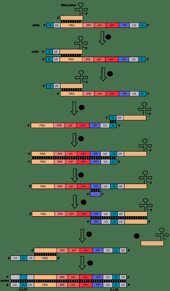 Différence entre la transcription et la transcription inverse