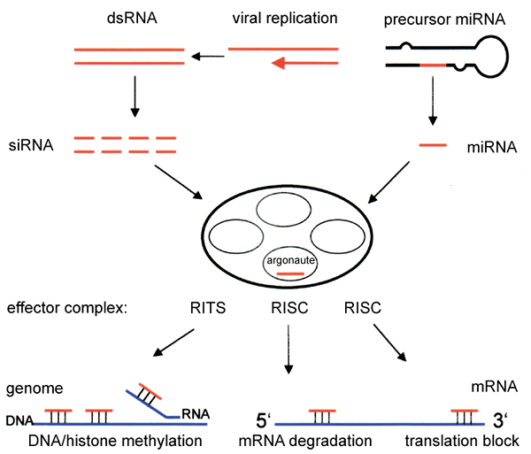 Diferencia entre el silenciamiento de genes transcripcional y postranscripcional