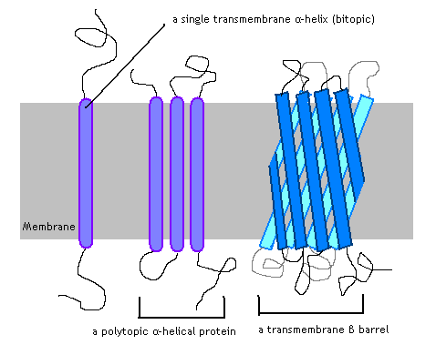 Perbezaan antara protein transmembran dan periferal