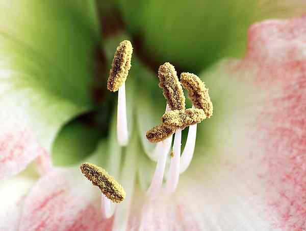 Perbezaan antara trichome dan filamen