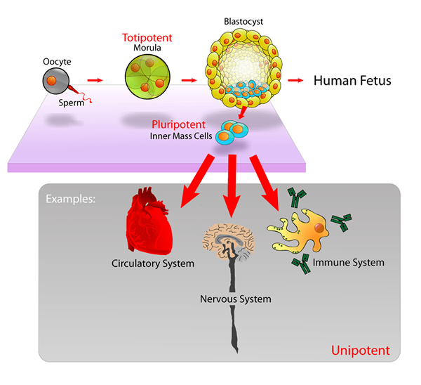 Différence entre trophoblaste et masse cellulaire intérieure