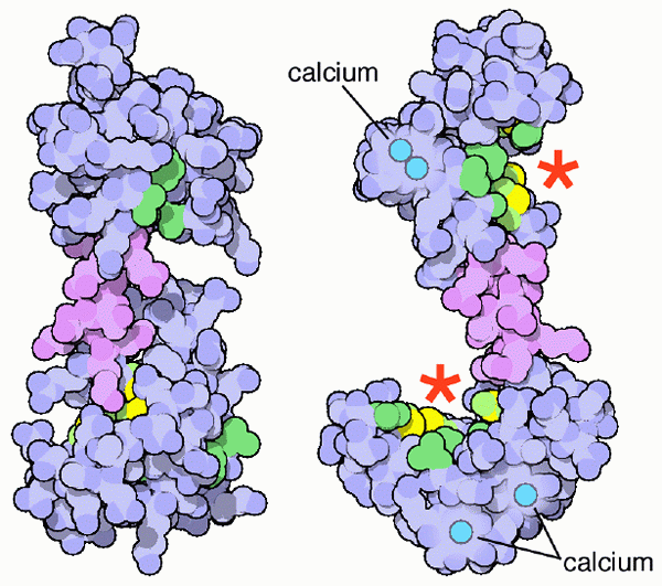 Diferencia entre troponina y calmodulina