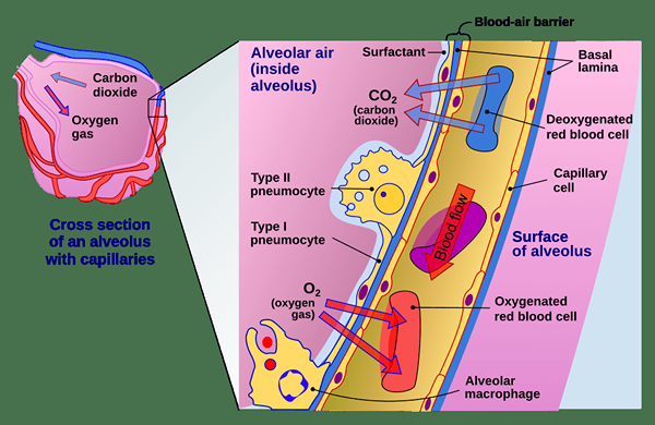 Perbedaan antara pneumosit tipe 1 dan tipe 2