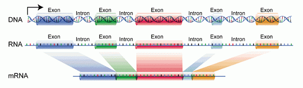 Différence entre UTR et intron