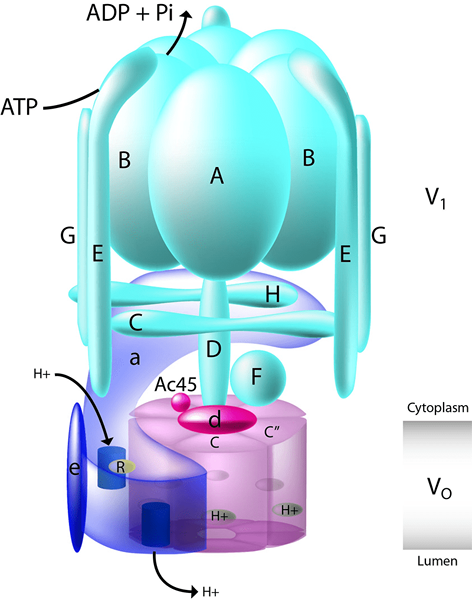 Diferencia entre el tipo V y el tipo F ATPASE