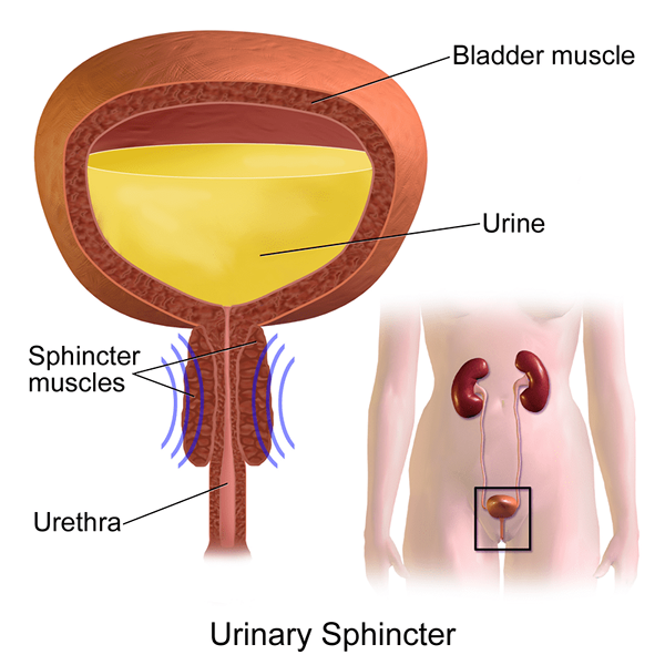 Différence entre la valve et le sphincter