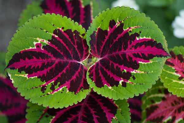 Unterschied zwischen varigiertem Blatt und etioliertem Blatt