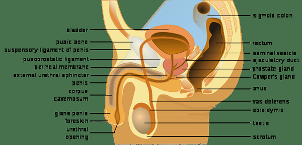 Unterschied zwischen Vas Deferens und Eileiter