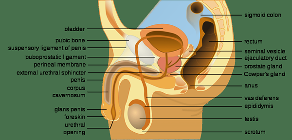 Diferencia entre VAS deferens y Vasa Eferentia