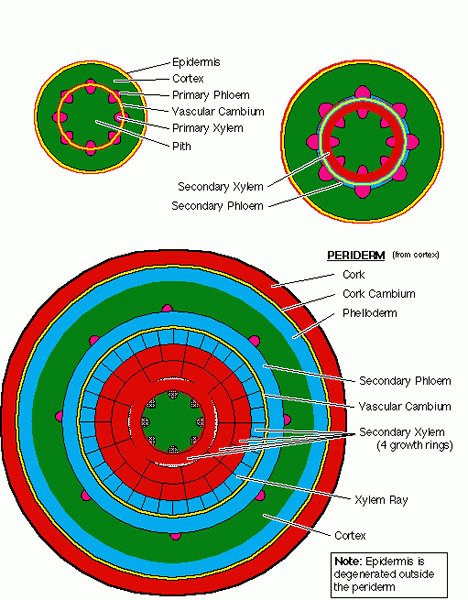 Perbedaan antara Cambium Vaskular dan Cork Cambium