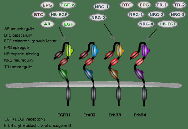 Diferencia entre VEGF y EGFR